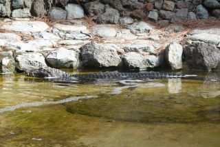 GC-Plalmitos Park 2019-041.JPG
